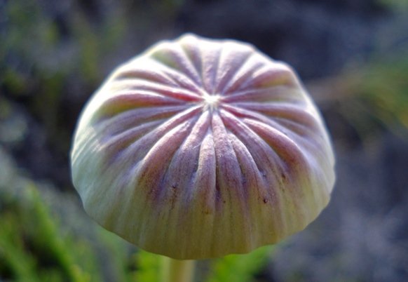 Euryops serra bud